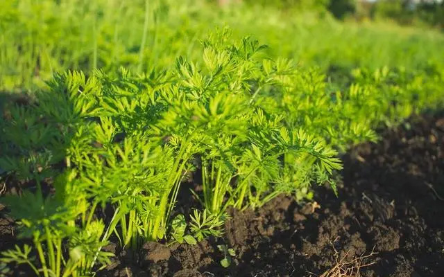 伏蘿卜不好種，得苗難是痛點(diǎn)，用上這三個(gè)技巧，可達(dá)成一播全苗