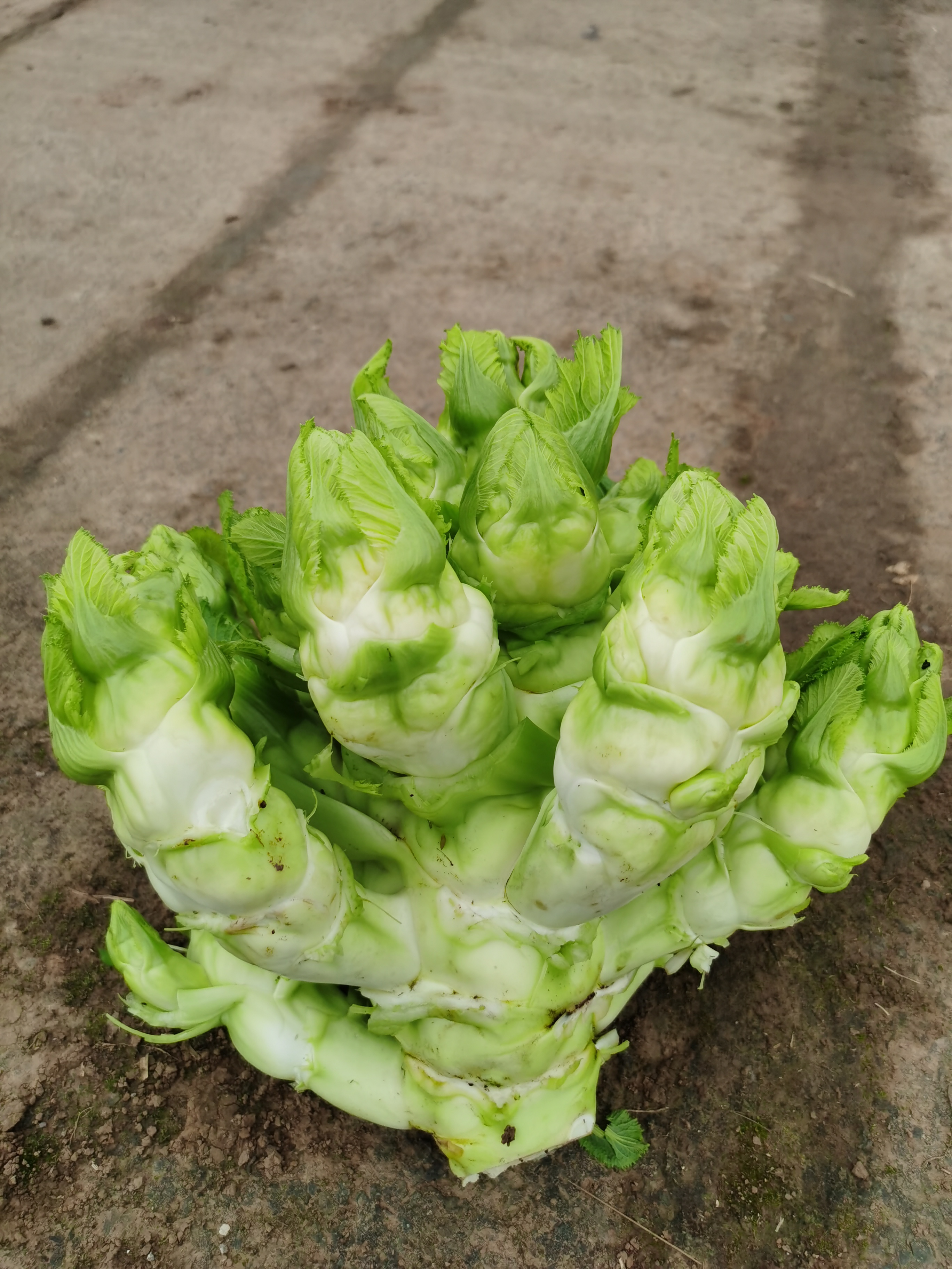 兒菜栽培技術(shù)